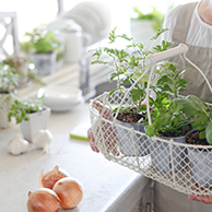 家計応援！食卓に使える！育てやすいおすすめ葉物野菜5選。