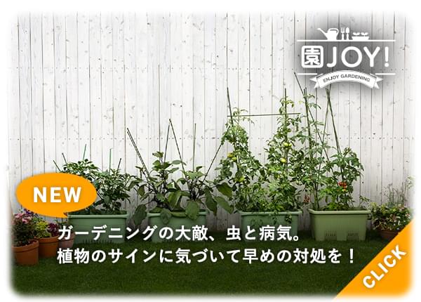 ガーデニングの大敵、虫と病気。植物のサインに気づいて早めの対処を！