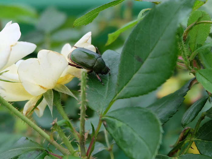 バラについたコガネムシ成虫（体長約25mm）