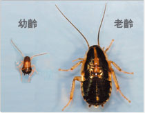 チャバネゴキブリ（幼虫）の写真