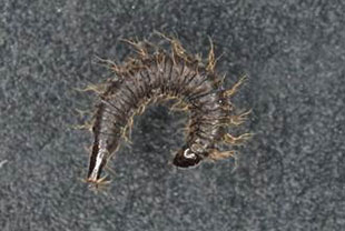 オオチョウバエの幼虫 （体長9.0mm程度）