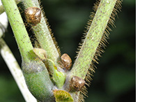 7月頃からツル植物のクズ等を成虫が吸汁。9月頃から越冬場所を求めて飛行を開始。10～11月が悪臭・侵入被害のピーク。