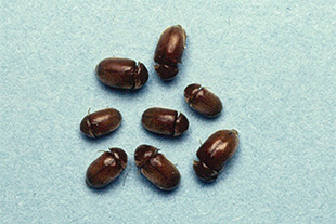 タバコシバンムシの成虫の写真（体長約2～3mm）