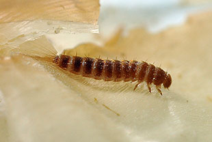 ヒメカツオブシムシの幼虫（体長約7～10mm）