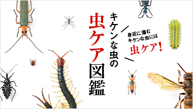 "Kiken Insect Encyclopedia" where you can learn about the sick insects hidden in your immediate surroundings
