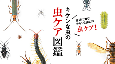 身近に潜むキケンな虫について学べる「キケンな虫図鑑」