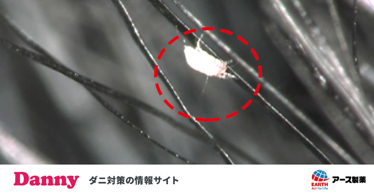 ダニは掃除機で吸い込める? | ダニ対策の情報サイト Danny