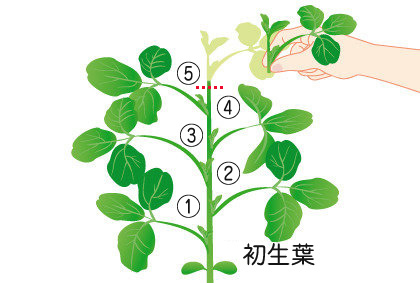 プランターで手軽にチャレンジ 美味しい 枝豆 を育てよう 園joy Webマガジン アースガーデン 園芸用品 アース製薬株式会社