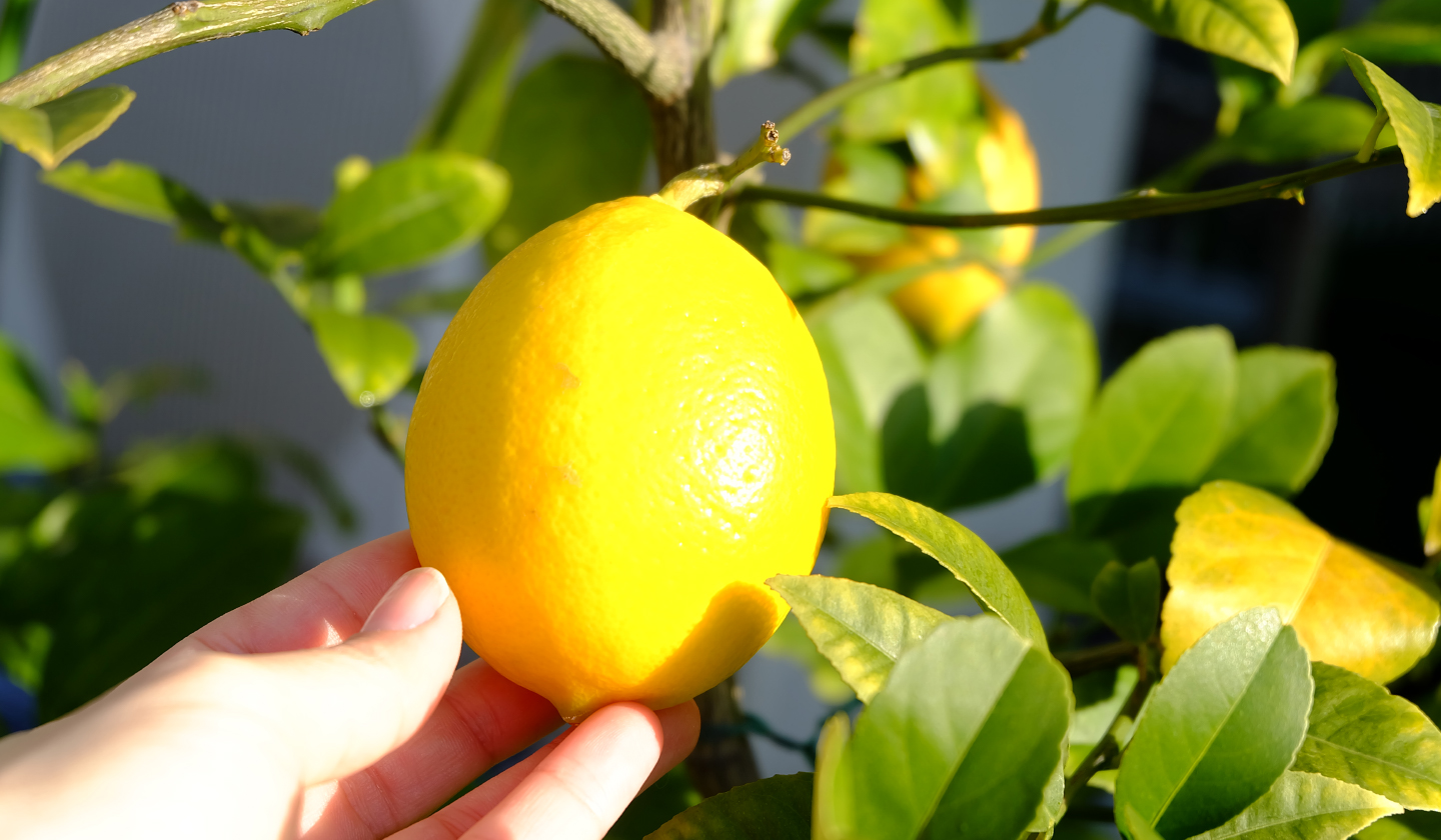 ベランダでレモンやブルーベリーを育てる方法 おすすめの品種と栽培のコツは 園joy Webマガジン アースガーデン 園芸用品 アース製薬株式会社