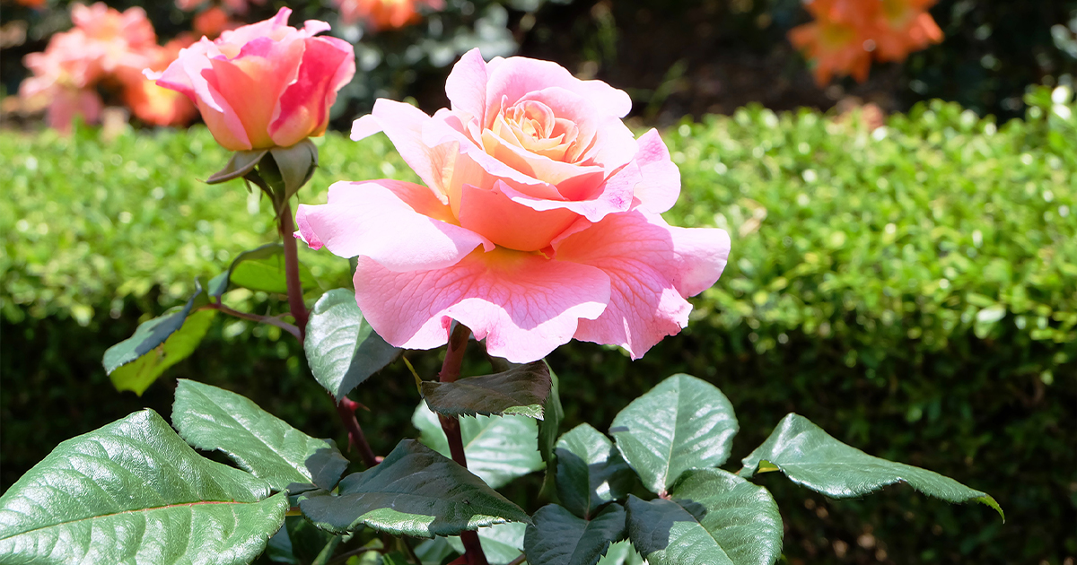 大苗　4年　バラ　切り花品種 植物の種類···バラ 苗/種など···花の苗