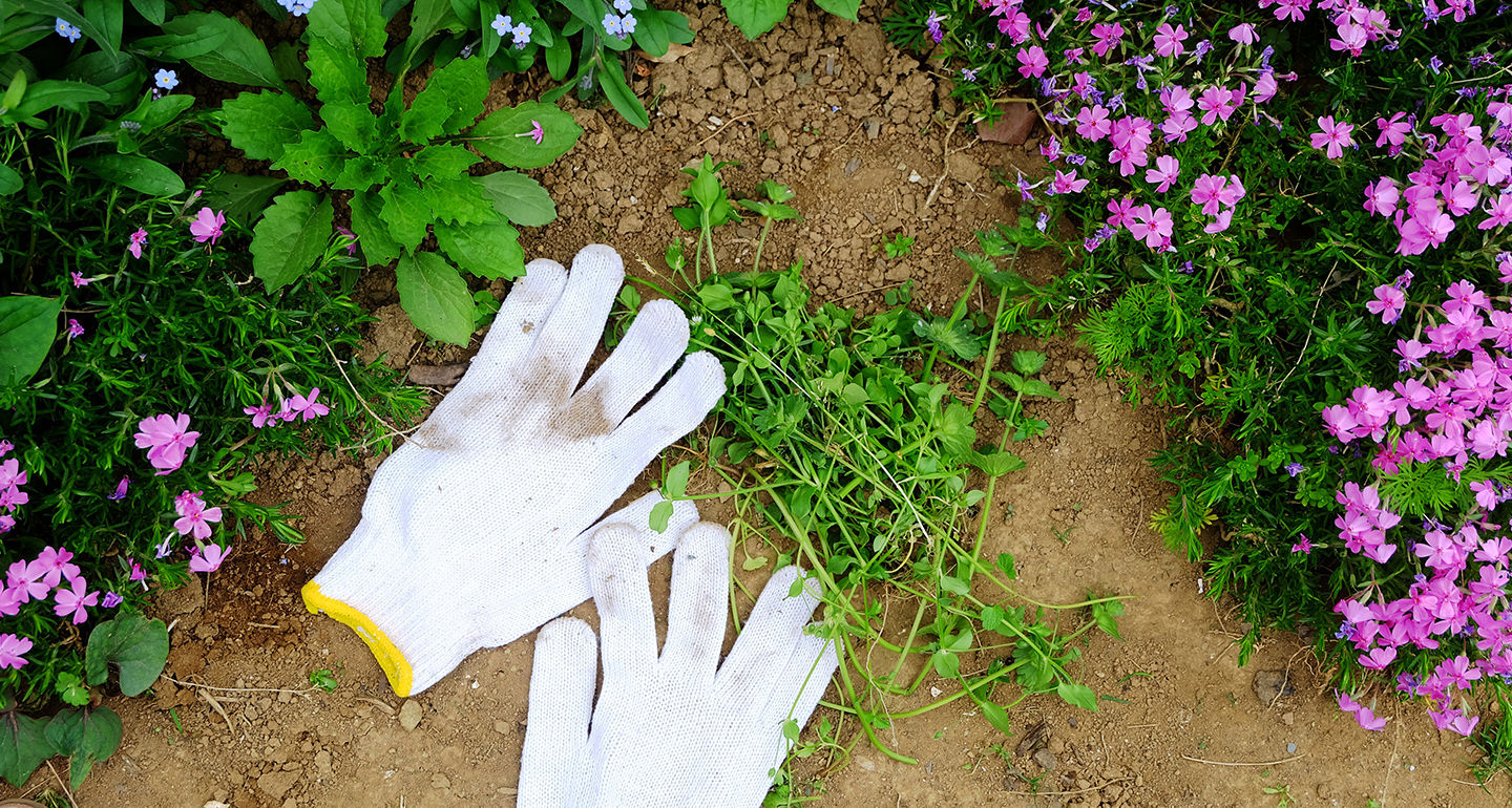 ガーデニングの大敵 雑草 対策 除草剤を上手に活用しよう 園joy Webマガジン アースガーデン 園芸用品 アース製薬株式会社