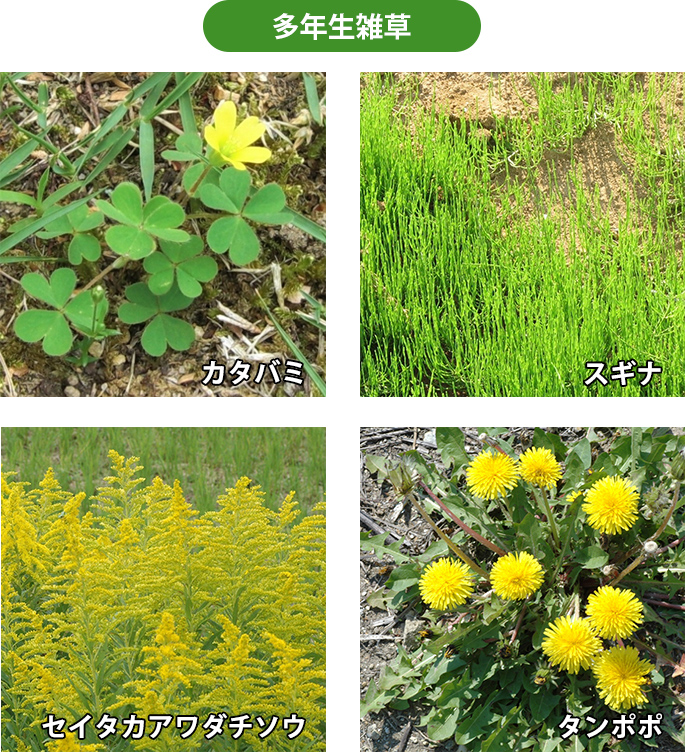 ガーデニングの大敵 雑草 対策 除草剤を上手に活用しよう 園joy Webマガジン アースガーデン 園芸用品 アース製薬株式会社