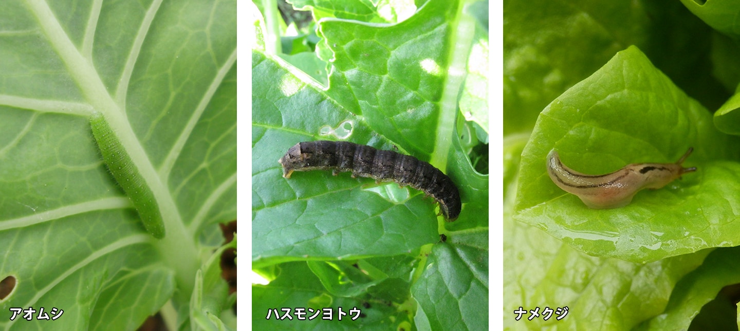 ベランダ お庭の害虫対策 葉っぱが食べられた この虫 なに 園joy Webマガジン アースガーデン 園芸用品 アース製薬株式会社