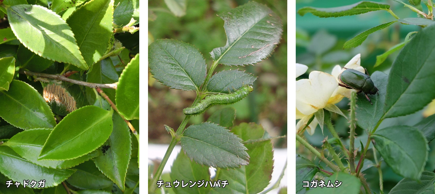 ベランダ お庭の害虫対策 葉っぱが食べられた この虫 なに 園joy Webマガジン アースガーデン 園芸用品 アース製薬株式会社