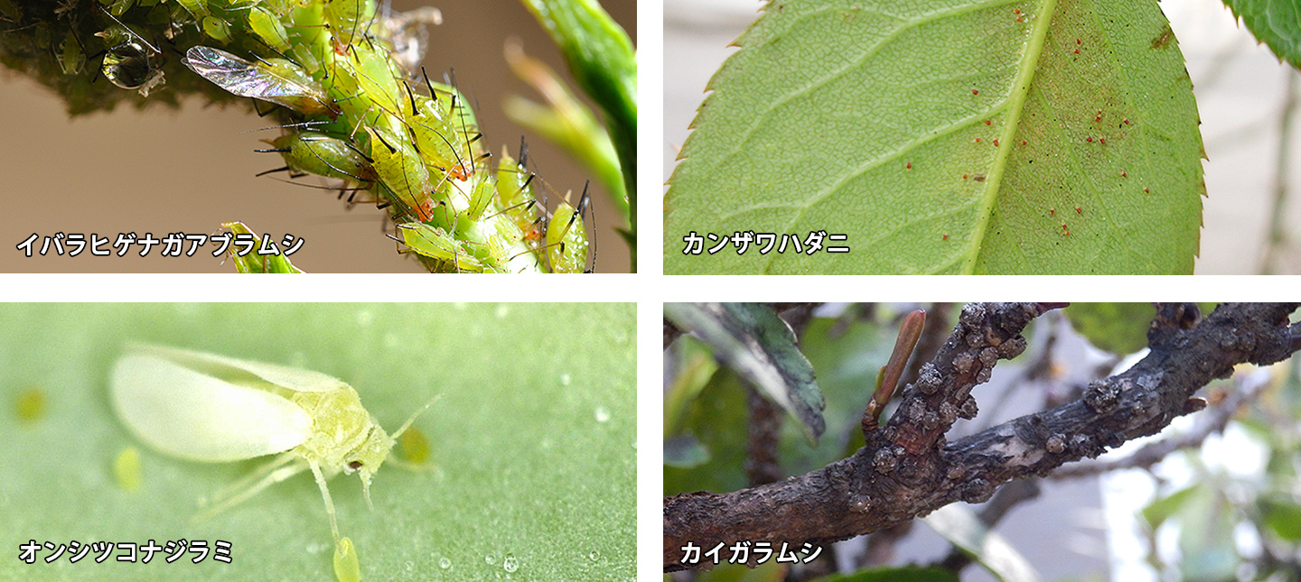 ベランダ お庭の害虫対策 葉っぱが食べられた この虫 なに 園joy Webマガジン アースガーデン 園芸用品 アース製薬株式会社