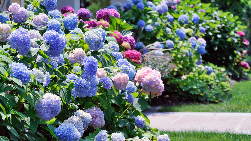 植え付けから剪定 飾り方まで 初夏の花 アジサイ 紫陽花 の楽しみ方 園joy Webマガジン アースガーデン 園芸用品 アース製薬株式会社