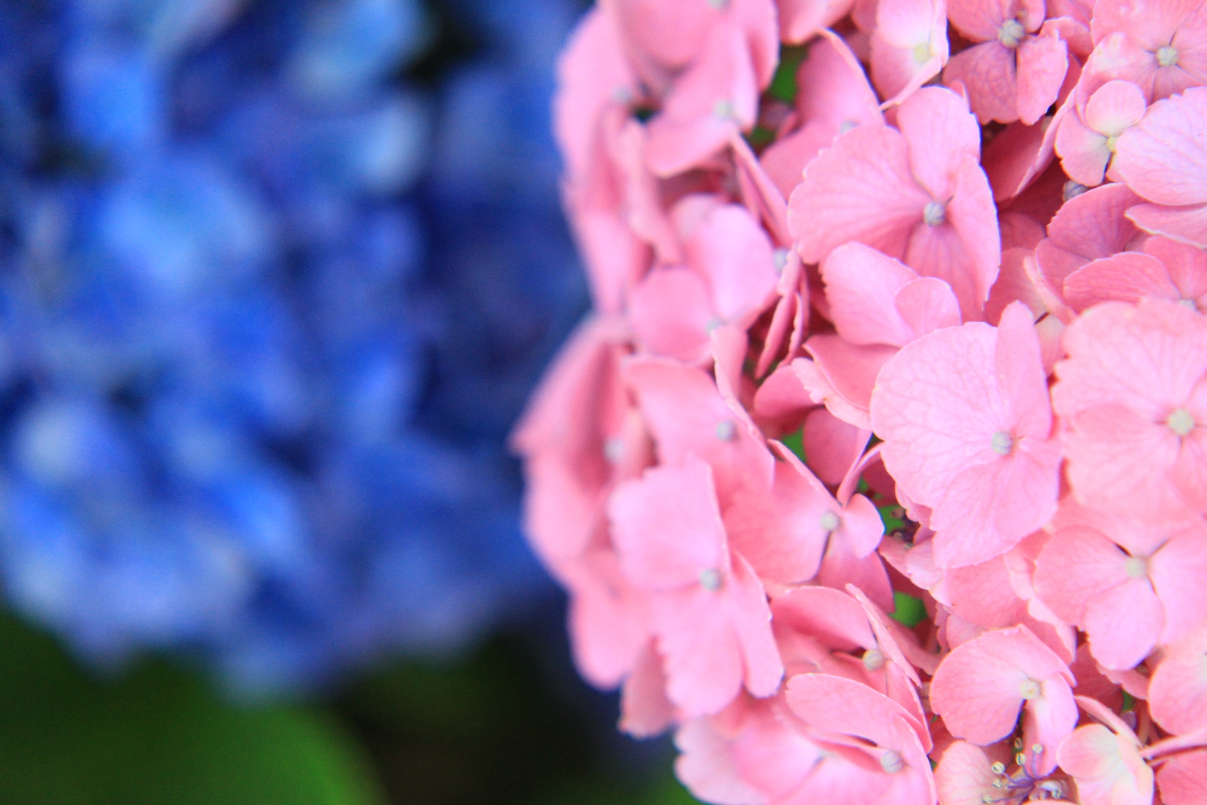 植え付けから剪定 飾り方まで 初夏の花 アジサイ 紫陽花 の楽しみ方 園joy Webマガジン アースガーデン 園芸用品 アース製薬株式会社