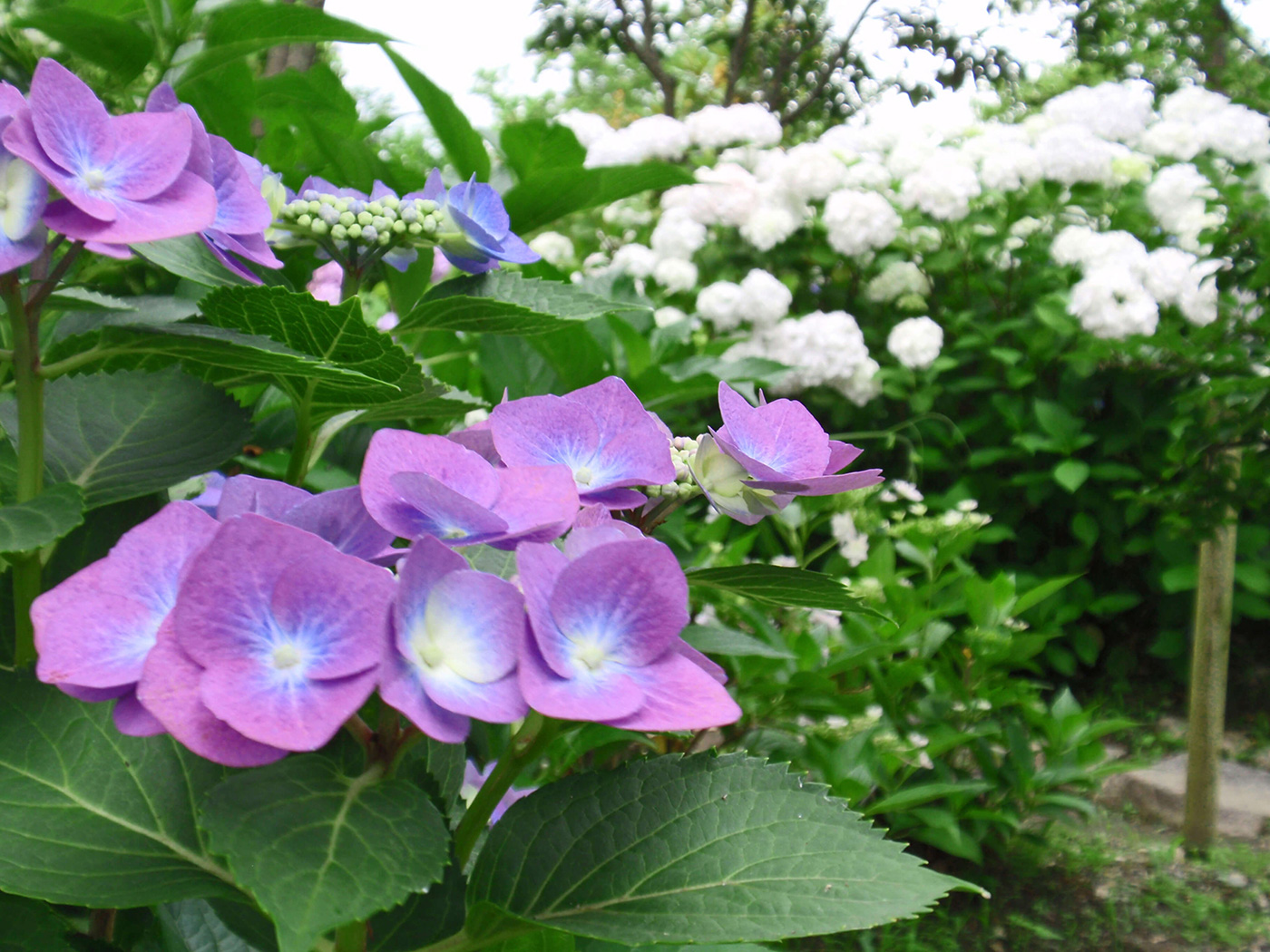 植え付けから剪定 飾り方まで 初夏の花 アジサイ 紫陽花 の楽しみ方 園joy Webマガジン アースガーデン 園芸用品 アース製薬株式会社