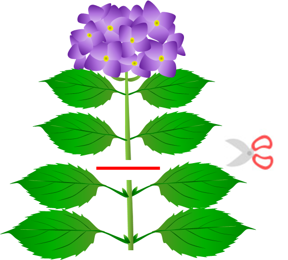 植え付けから剪定 飾り方まで 初夏の花 アジサイ 紫陽花 の楽しみ方 園joy Webマガジン アースガーデン 園芸用品 アース製薬株式会社