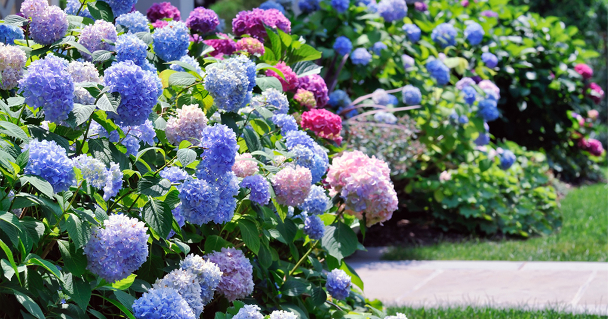 植え付けから剪定 飾り方まで 初夏の花 アジサイ 紫陽花 の楽しみ方 園joy Webマガジン アースガーデン 園芸用品 アース製薬株式会社