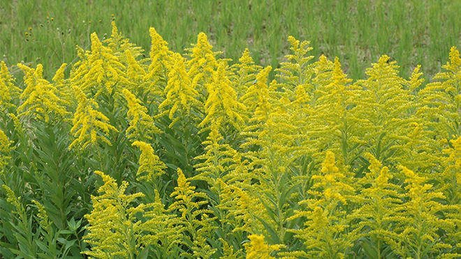 秋に生える雑草