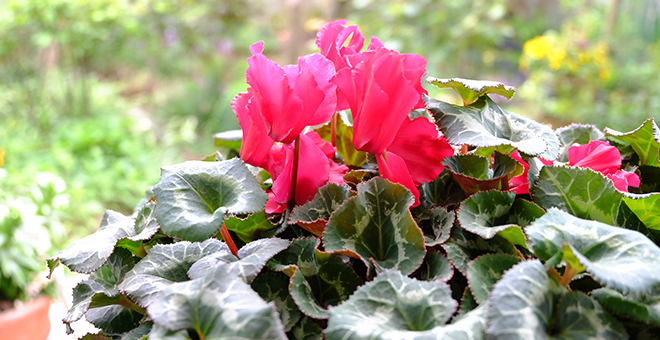 3.葉組みや夏越し、植え替えのポイント