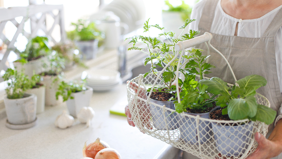 家計応援！食卓に使える！育てやすいおすすめ葉物野菜5選。