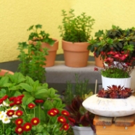 観葉植物や花が発生源 家周りに出るコバエや不快な虫を防ぐには 園joy Webマガジン アースガーデン 園芸用品 アース製薬株式会社 観葉植物や花が発生源 家周りに出るコバエや不快な虫を防ぐには 園joy Webマガジン アースガーデン 園芸用品 アース製薬株式会社