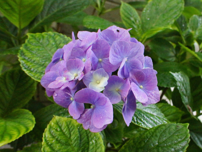 アジサイ 花の育て方 野菜 花の育て方 アースガーデン 園芸用品 アース製薬株式会社