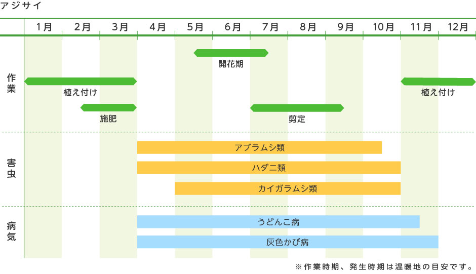 アジサイ 花の育て方 野菜 花の育て方 アースガーデン 園芸用品 アース製薬株式会社