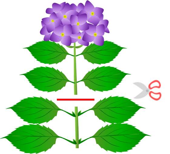 紫陽花 挿し木 時期
