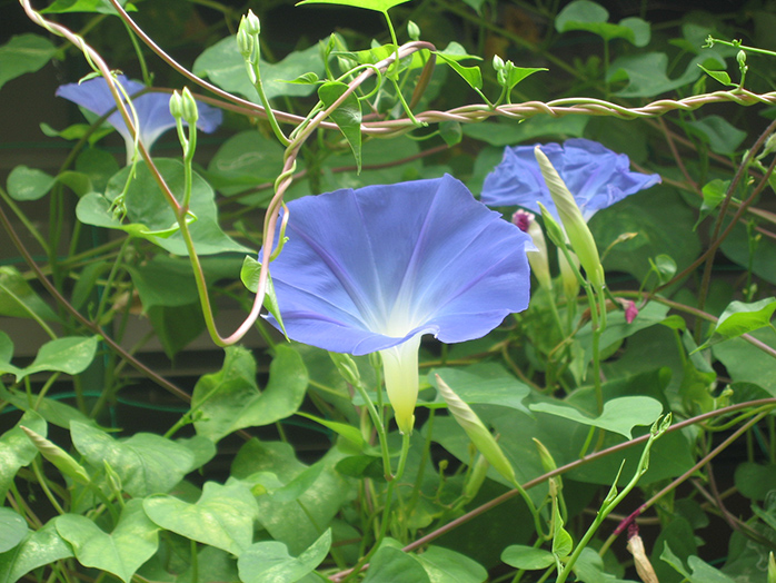 アサガオ 花の育て方 野菜 花の育て方 アースガーデン 園芸用品 アース製薬株式会社