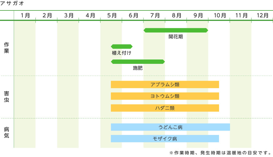 アサガオ 花の育て方 野菜 花の育て方 アースガーデン 園芸用品 アース製薬株式会社