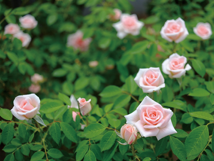 育て 方 の バラ バラ(薔薇)の育て方｜地植えと鉢植え栽培のコツは？苗の植え付け方法は？｜🍀GreenSnap（グリーンスナップ）