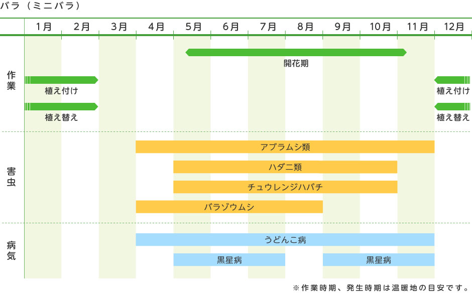 バラ ミニバラ 花の育て方 野菜 花の育て方 アースガーデン 園芸用品 アース製薬株式会社