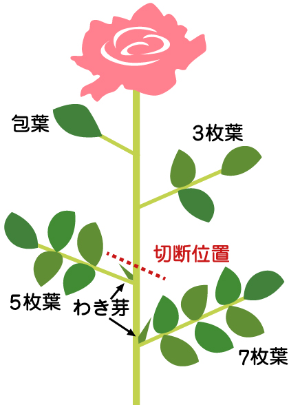 バラ ミニバラ 花の育て方 野菜 花の育て方 アースガーデン 園芸用品 アース製薬株式会社