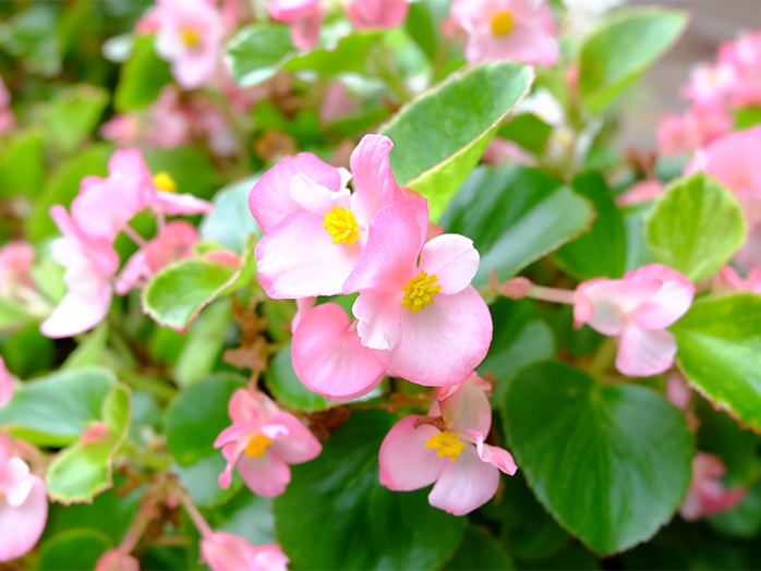 ベゴニア 花の育て方 野菜 花の育て方 アースガーデン 園芸用品 アース製薬株式会社