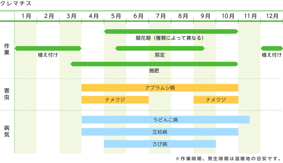 クレマチス 花の育て方 野菜 花の育て方 アースガーデン 園芸用品 アース製薬株式会社