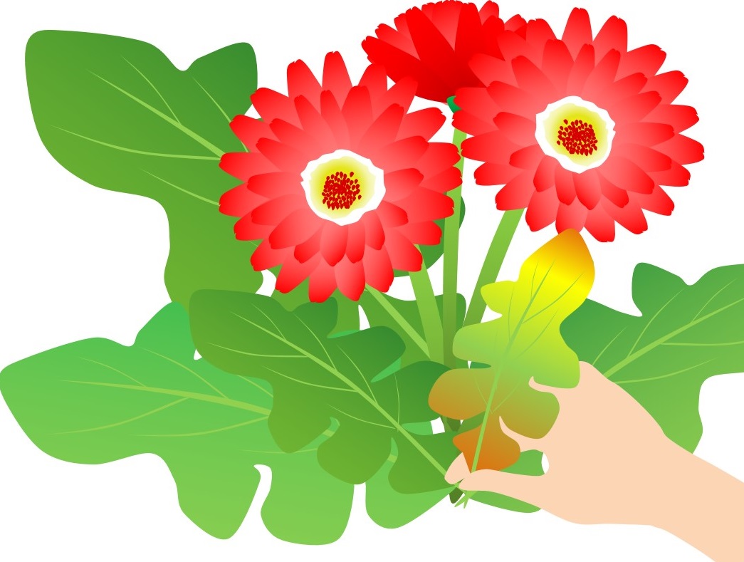 ガーベラ 花の育て方 野菜 花の育て方 アースガーデン 園芸用品 アース製薬株式会社