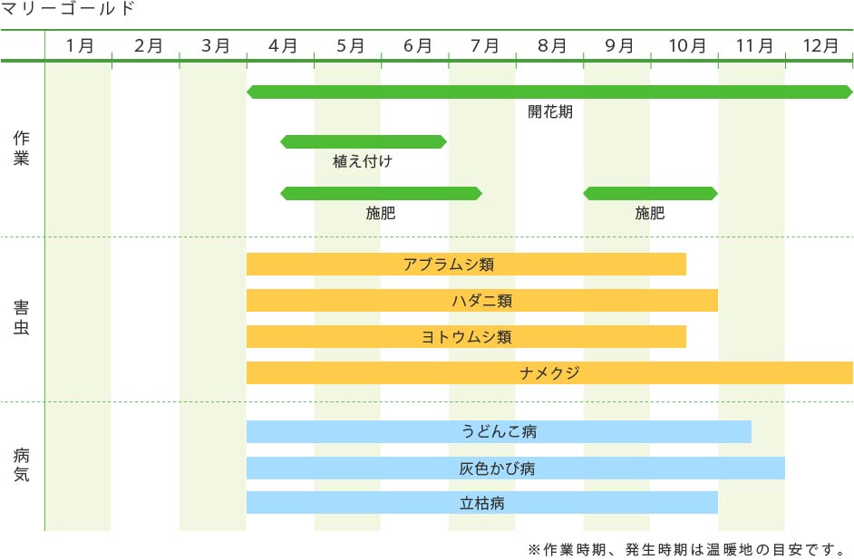 マリーゴールド 花の育て方 野菜 花の育て方 アースガーデン 園芸用品 アース製薬株式会社