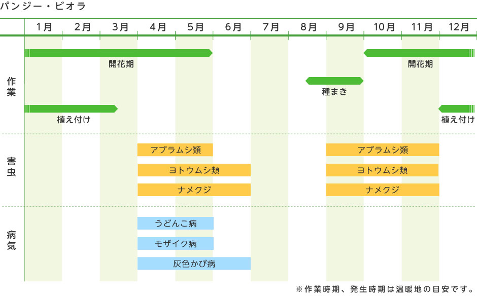 パンジー ビオラ 花の育て方 野菜 花の育て方 アースガーデン 園芸用品 アース製薬株式会社