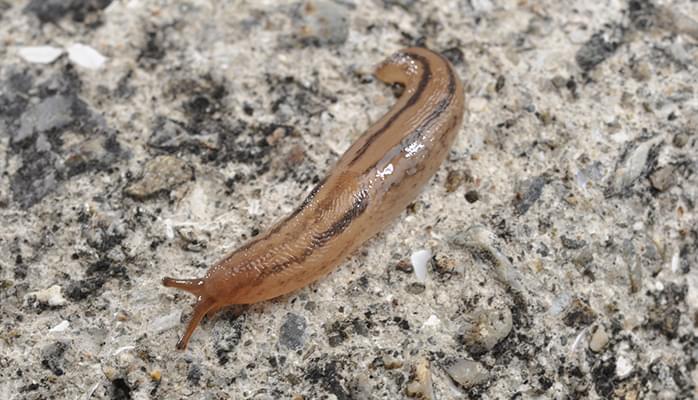 パンジー ビオラ 花の育て方 野菜 花の育て方 アースガーデン 園芸用品 アース製薬株式会社