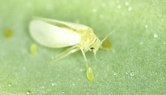 ペチュニア 花の育て方 野菜 花の育て方 アースガーデン 園芸用品 アース製薬株式会社