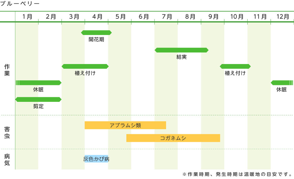 ブルーベリー 果樹の育て方 野菜 花の育て方 アースガーデン 園芸用品 アース製薬株式会社