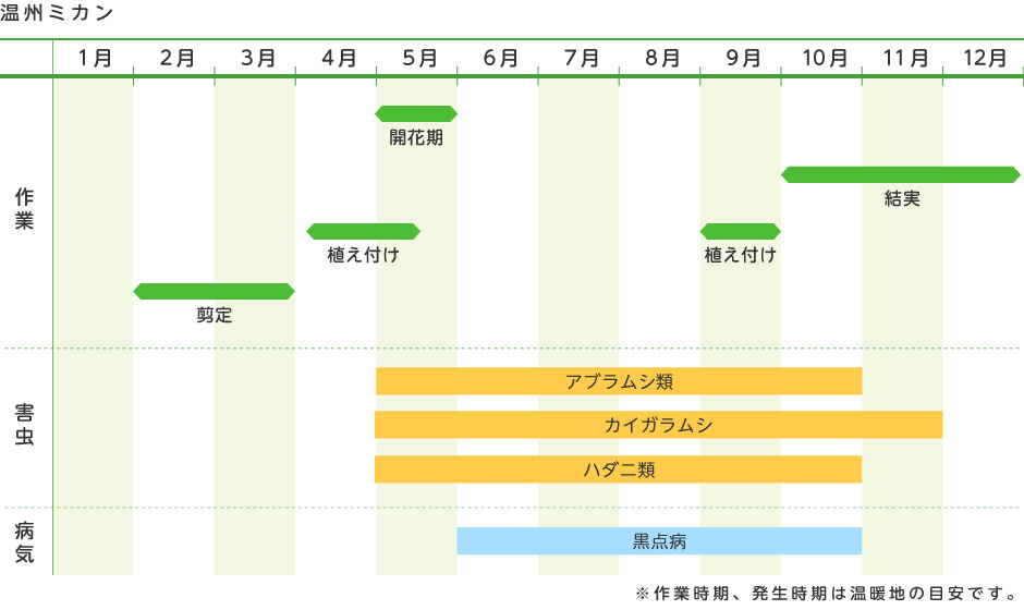 温州ミカン 果樹の育て方 野菜 花の育て方 アースガーデン 園芸用品 アース製薬株式会社