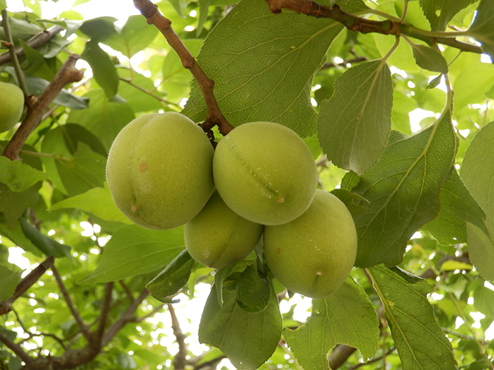 ウメ 梅 果樹の育て方 野菜 花の育て方 アースガーデン 園芸用品 アース製薬株式会社