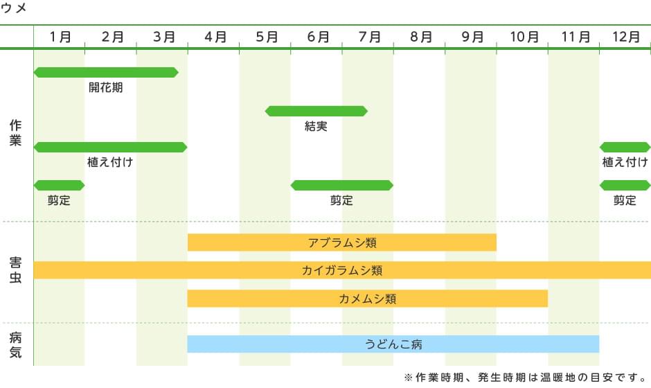 ウメ 梅 果樹の育て方 野菜 花の育て方 アースガーデン 園芸用品 アース製薬株式会社