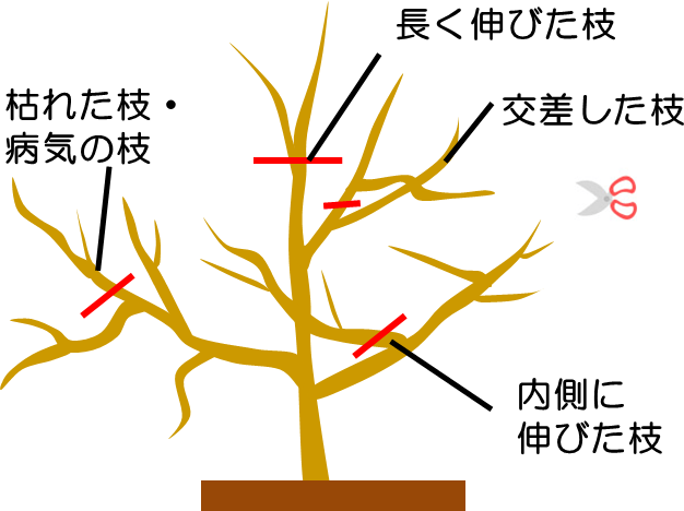 ウメ 梅 果樹の育て方 野菜 花の育て方 アースガーデン 園芸用品 アース製薬株式会社