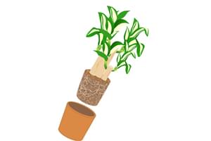 観葉植物を鉢から取り出します。抜きにくいときは、鉢のフチを軽くたたいてみてください。