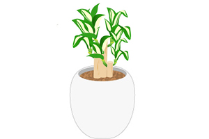 新しい鉢に入れます。隙間があると根がはらず枯れる原因になるので、土をしっかり入れてください。
